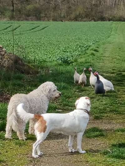 Hunde Memes-Beitrag-Bild