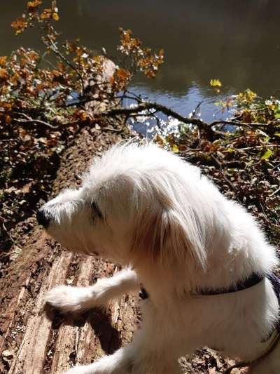 TierschutzhundeStammtisch🐕-Beitrag-Bild