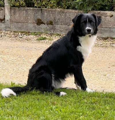 Gibt's hier noch mehr Border Collies???-Beitrag-Bild