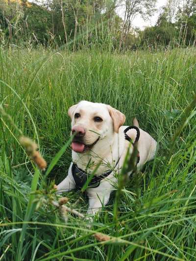 Dein Hund im Dogorama-Kalender 2021-Beitrag-Bild