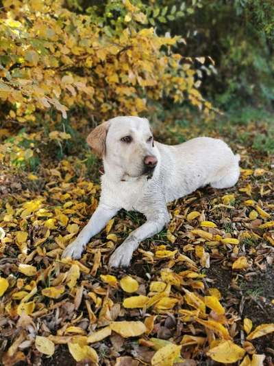 Dein Hund im Dogorama-Kalender 2021-Beitrag-Bild