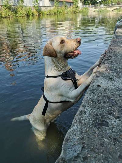 Dein Hund im Dogorama-Kalender 2021-Beitrag-Bild