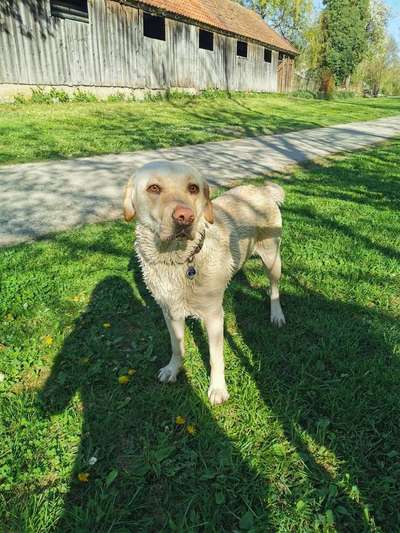 Dein Hund im Dogorama-Kalender 2021-Beitrag-Bild