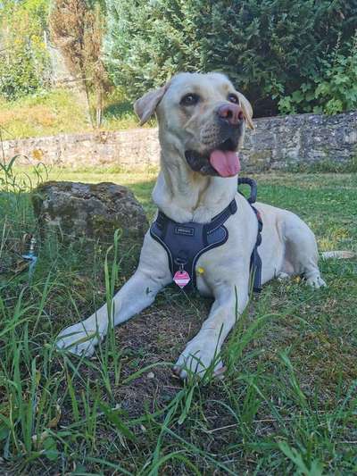 Dein Hund im Dogorama-Kalender 2021-Beitrag-Bild