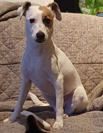 Wo sind die Jack und Parson Russell Terrier?-Beitrag-Bild