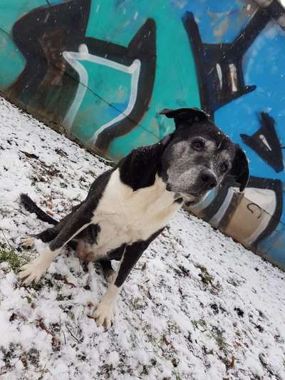 Labradorfans-Beitrag-Bild