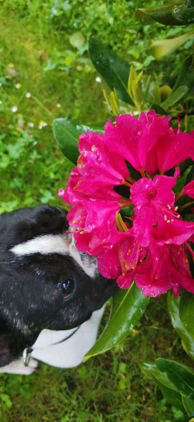 Die Dogorama Monats Challenge "Es grünt und blüht"-Beitrag-Bild