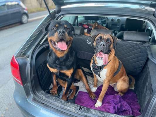 FOTOCHALLENGE 70 - Dein Hund im Auto-Beitrag-Bild