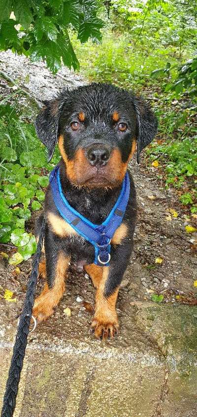 Die Dogorama Kalender Challenge 4/4-Beitrag-Bild