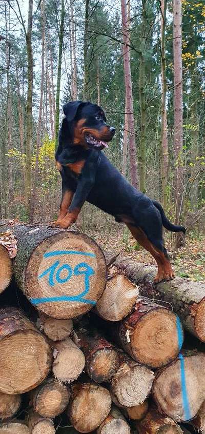 Rottweiler/-Mischlinge-Beitrag-Bild