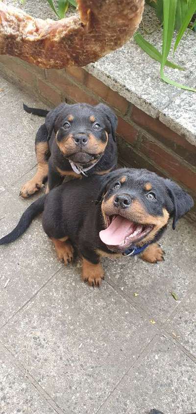 Wartezeit auf Welpen-Beitrag-Bild