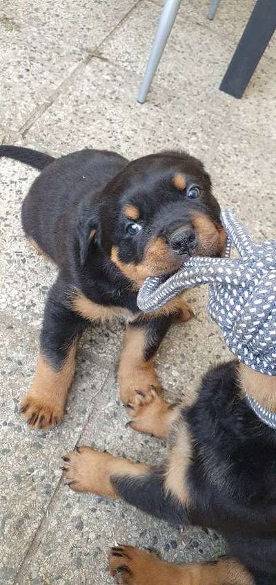 Wartezeit auf Welpen-Beitrag-Bild