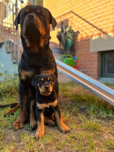 Rottweiler/-Mischlinge-Beitrag-Bild