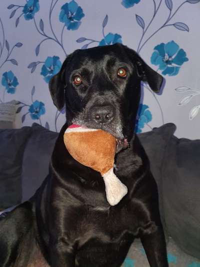 Dogorama Photo Challenge - Lieblingsspielzeug!-Beitrag-Bild