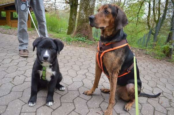 Die Dogorama Monats Challenge "Es grünt und blüht"-Beitrag-Bild