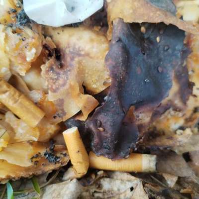 Giftköder-Giftköder! Nudeln mit Kippenstummel!-Bild