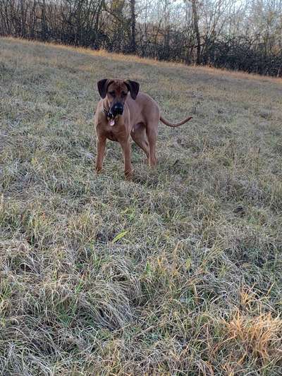 Rhodesian Ridgeback-Beitrag-Bild
