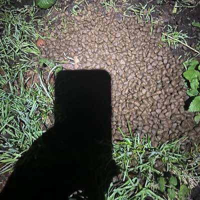 Giftköder-Giftköder-Bild