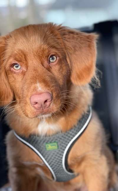 Die Dogorama Kalender Challenge Titelbild-Beitrag-Bild