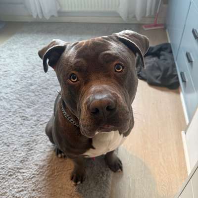 Hundetreffen-Spielpartner/in gesucht☺️-Bild