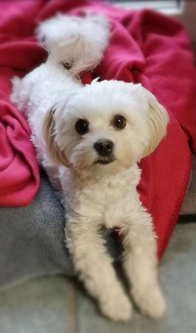 Bolonka Zwetna Freunde-Beitrag-Bild