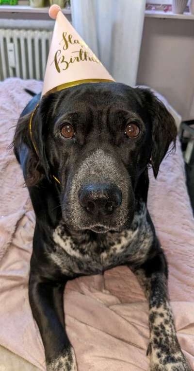 Unsere Fellnasen im Regenbogenland-Beitrag-Bild