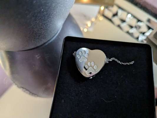 Unsere Fellnasen im Regenbogenland-Beitrag-Bild