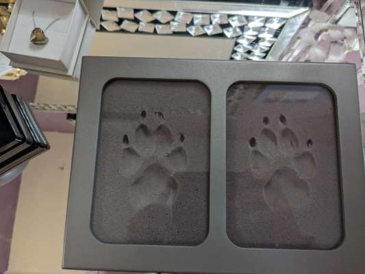 Unsere Fellnasen im Regenbogenland-Beitrag-Bild