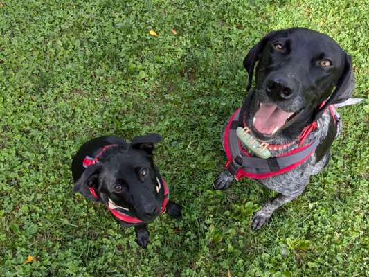 Hundetreffen-Kennenlernen & Spazieren-Bild