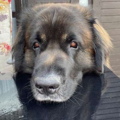 Hundetreffen-Tägliche Runden oder längere Spaziergänge/Wanderungen-Profilbild