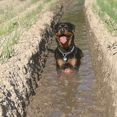 Hundetreffen-Spielfreunde für Akira gesucht-Bild