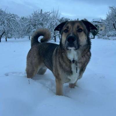 Hundetreffen-Spieltreffen im Hundepark-Bild