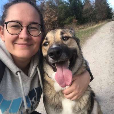 Hundetreffen-Gassigehen und Spielen-Bild