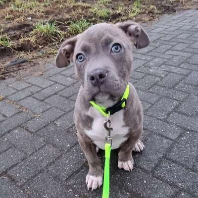 Hundetreffen-Welpen treffen-Bild