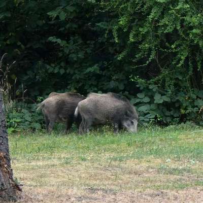 Giftköder-Wildschweine-Bild