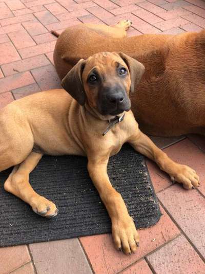 Rhodesian Ridgeback-Beitrag-Bild