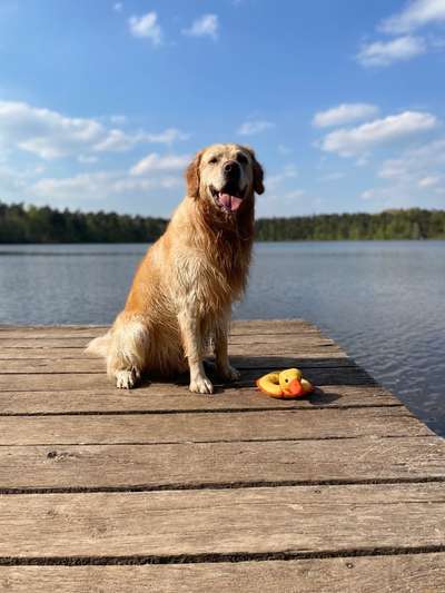 Dogorama Photo Challenge - Brücken-Beitrag-Bild