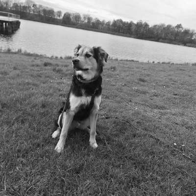 Hundetreffen-Gassirunde am besten zu zweit-Profilbild