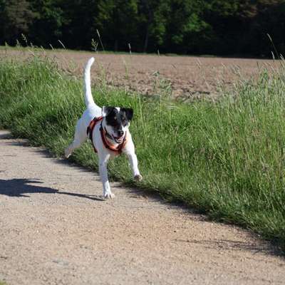 Hundetreffen-Social Walks-Bild