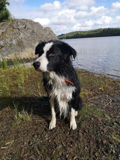 Zeigt mal eure border Collies :)-Beitrag-Bild