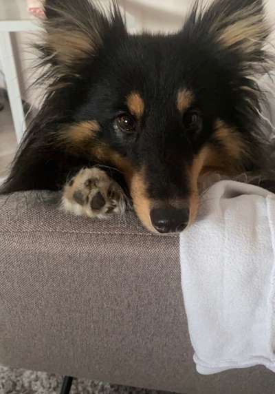 Dogorama Photo Challenge - Portrait-Beitrag-Bild