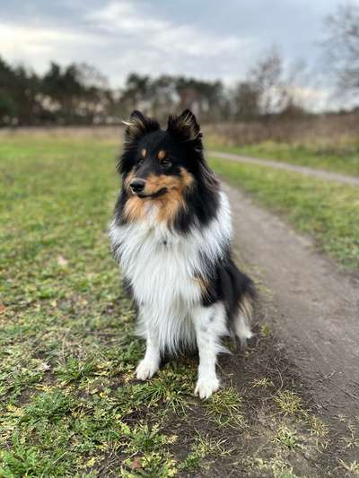 Shelties-Beitrag-Bild