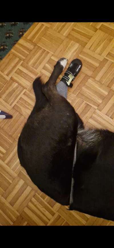 Happy Tail Syndrome - Tipps für Verband an Rute?-Beitrag-Bild