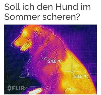 Hundesalon und Fellpflege. Erfahrungen?-Beitrag-Bild