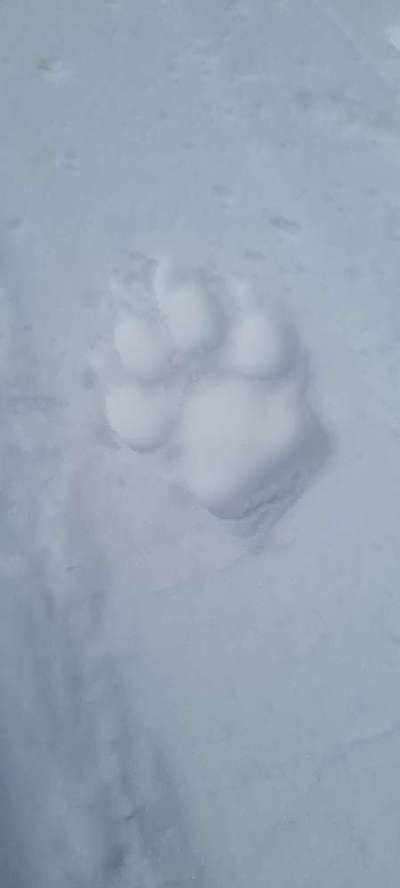 Schnee Foto-Beitrag-Bild