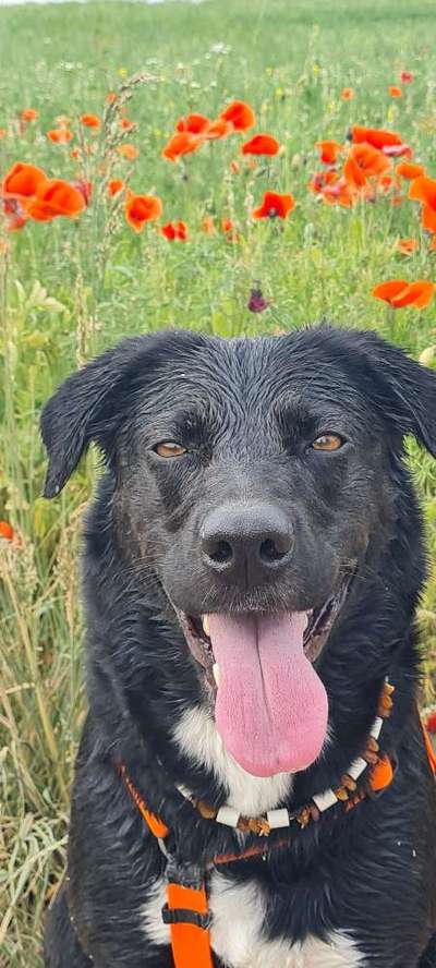 Black dogs are beautiful-Beitrag-Bild