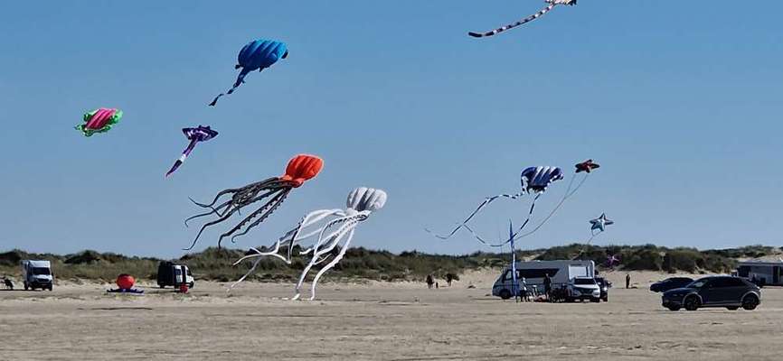 35. Impulskontrollübung "Kontakt mit anderen Tieren"-Beitrag-Bild