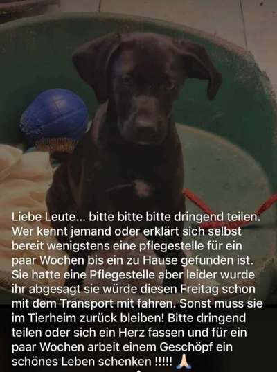 Tierschutzhunde suchen ein Zuhause-Beitrag-Bild