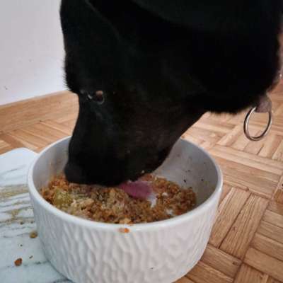 Zeigt her Eure Futternäpfe-Beitrag-Bild