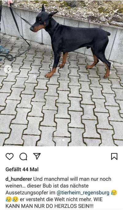 Mein Hund, meine Verantwortung-Beitrag-Bild